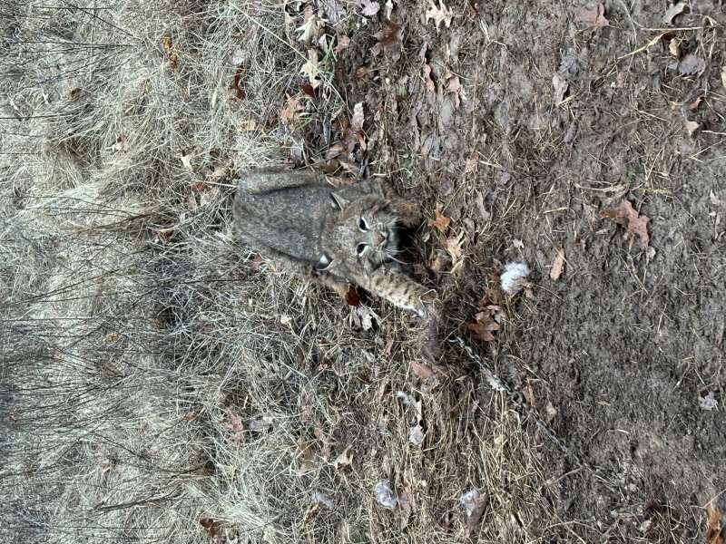 Name: bobcat 2.jpg
Views: 343
Size: 138.47 KB
ID: 28360 bobcat 2.jpg